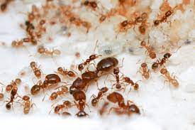 How Long do Ant Farms Last